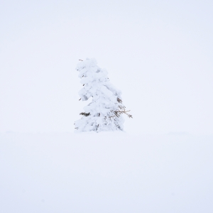 Omule bun, lasă bradul să crească!