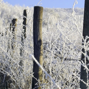 Dimineata de decembrie