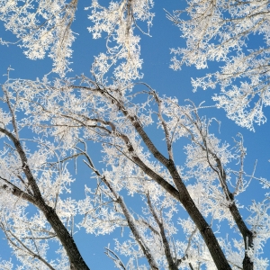 Frozen tree