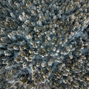 Pădurea înghețată