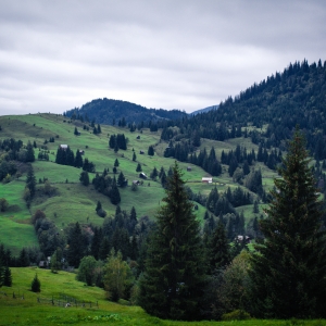 Bucovina Verde