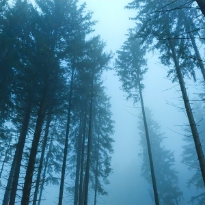 Foggy forest