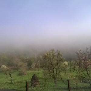 Forest fog 2