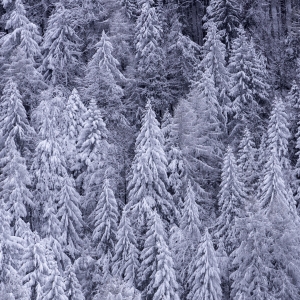 Frozen forest