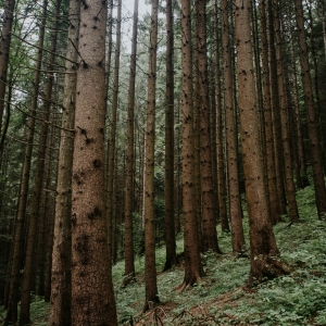 Into the woodland silence