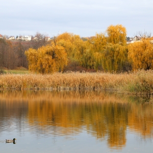 lac gradina botanica Iasi