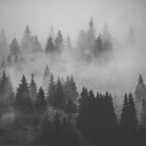 Misty forest