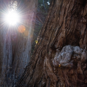 Sunny Redwoods