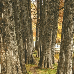 Tree trunk