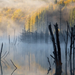 Lumina din adâncul unei paduri uitate