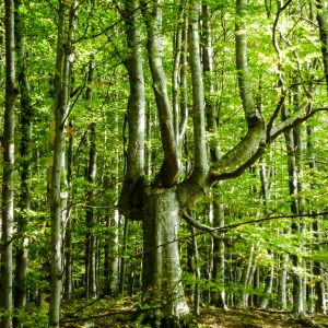 Padure, Vslea Jgheabului, Muntii Buzaului