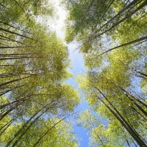 Bambus tree