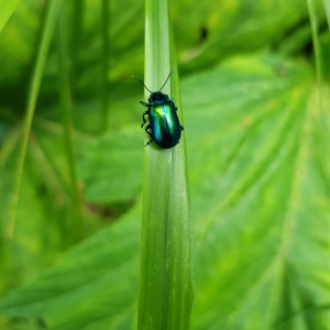 Chrysolina herbacea