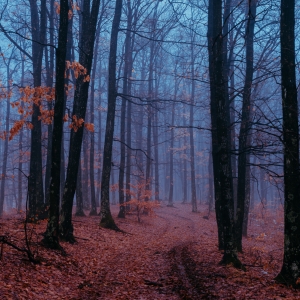 Foggy road