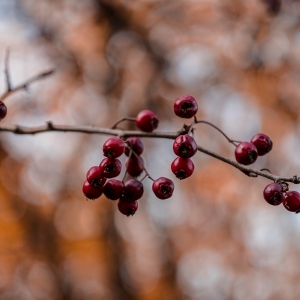 fructe de padure