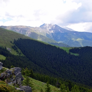 Pădure montană