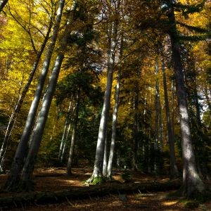 Toamna in culori prin padure