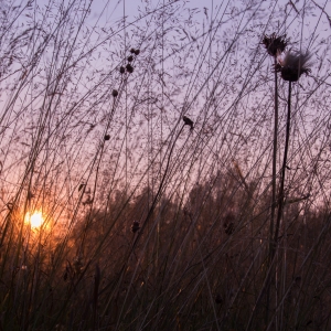 Aventuri la firul ierbii