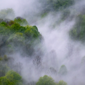 Ceata in muntii Cernei - detaliu