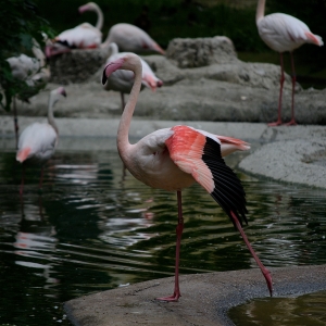 Lumea animalelor roz 