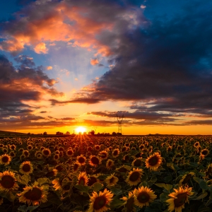 Magie in lanul de floarea soarelui