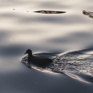 Mergand cu valul spre casa