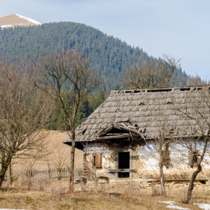 Batranete