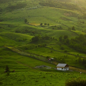 Exces de verde