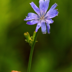Floare după ploaie