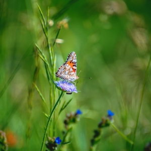 In natura