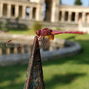 Libelula