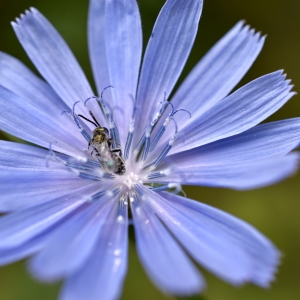 Macro lume