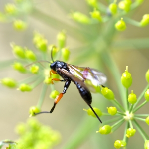 Macro lume