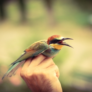 Merops apiaster