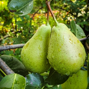 Pere