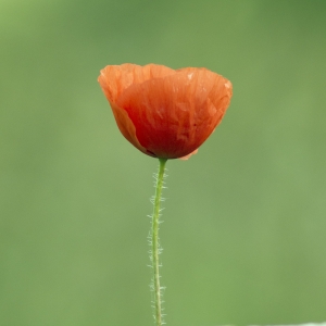 Poppy