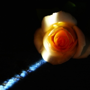 Rose and silence