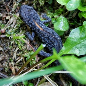 Salamandra