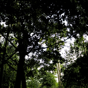 The Forest
