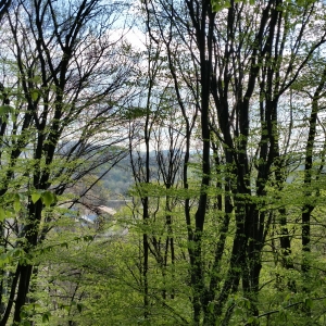 Luminisul dintr-o padure de munte