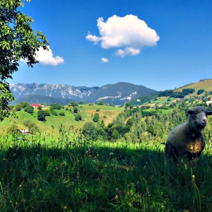 Oiță călătoare prin natură