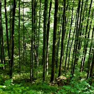 Padure pe Cheile Carasului, Semenic, Rezervatia Comarnic