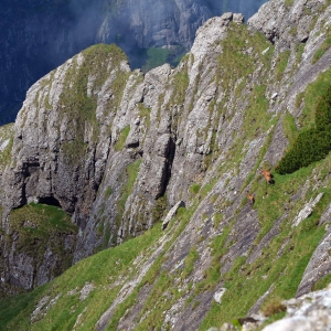 Capre negre in Bucegi