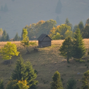 Tamás