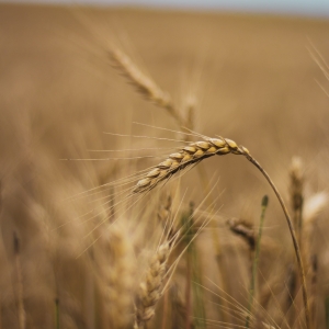 Grain