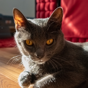 my furry friend