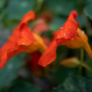 Natura