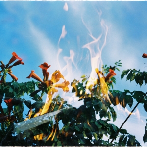 Angel's Trumpets - Life Cycle