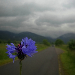 Can we speak in flowers? 