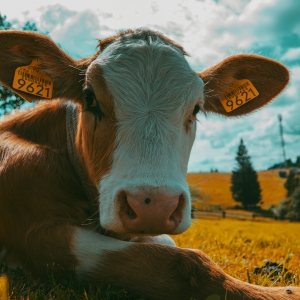 Cow